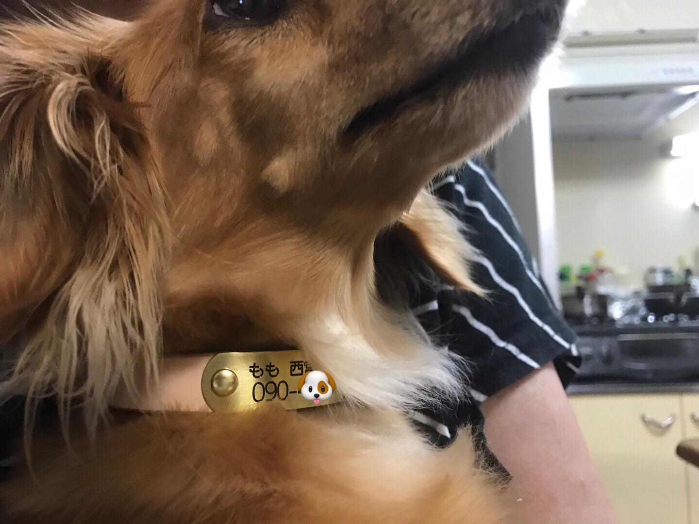 サクラ犬具製作所 おなまえ首輪 真鍮彫刻プレート付 本ヌメ革/本革 手仕上げ 真鍮金具 首輪(小型犬・中型犬) A88890 (SS～Lサイズ 3-11kg) thumbnail 4